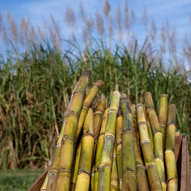 thumbnail for publication: The Effect of Harvesting and Replanting on Arthropod Ground Predators in Florida Sugarcane